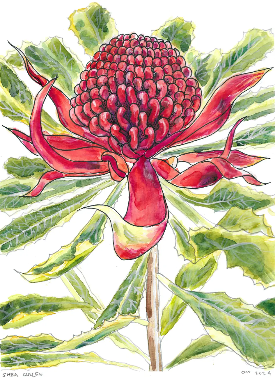 Watercolour of a waratah, the inspiration for the Courtyard Strawbale House balustrades