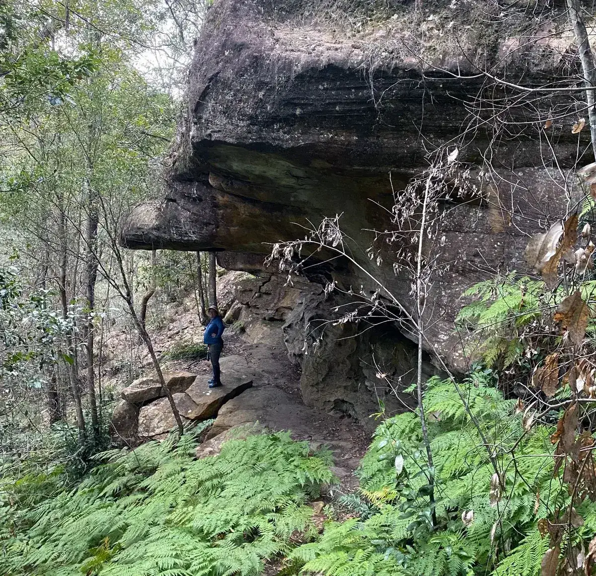 Hiker shelters beneath a towering sandstone rock overhang in the rainforest