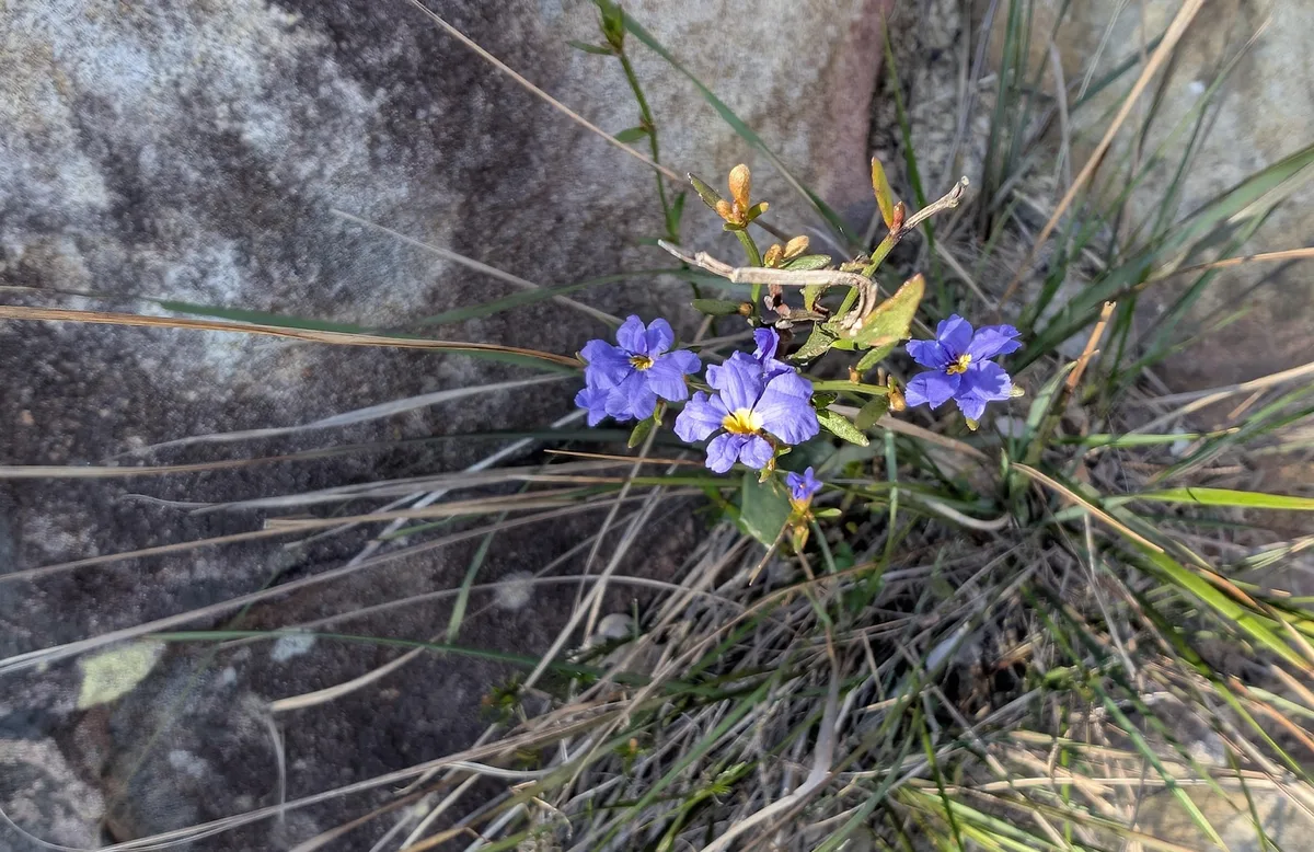 Box head - wildflowers