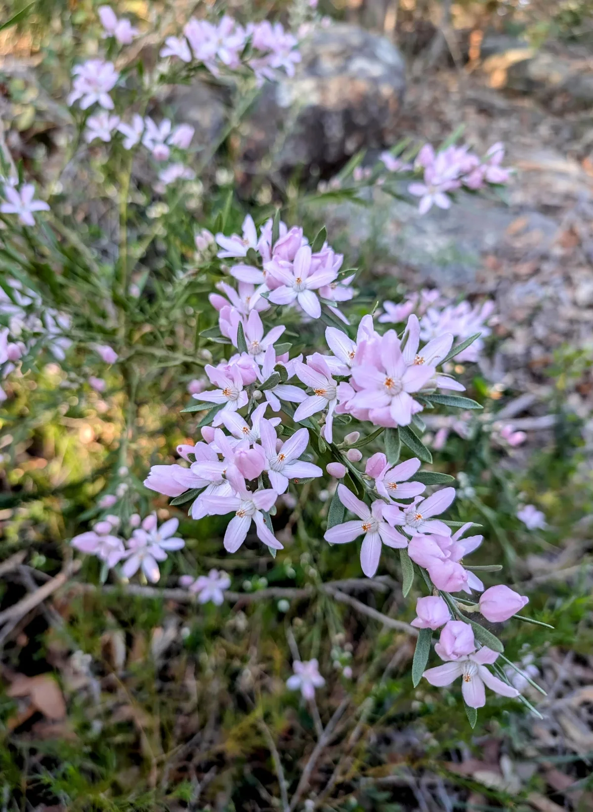Box head - wildflowers