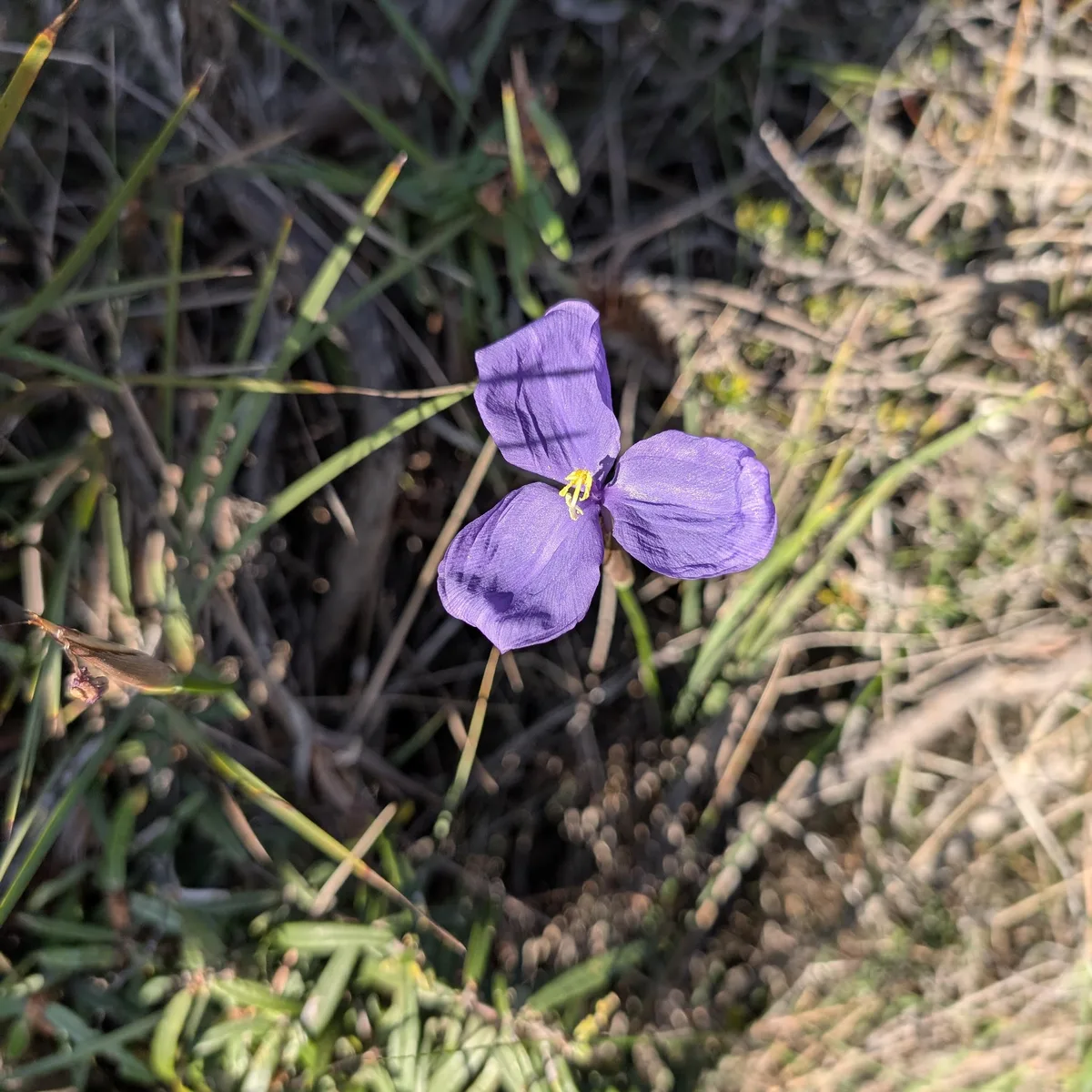 Box head - wildflowers
