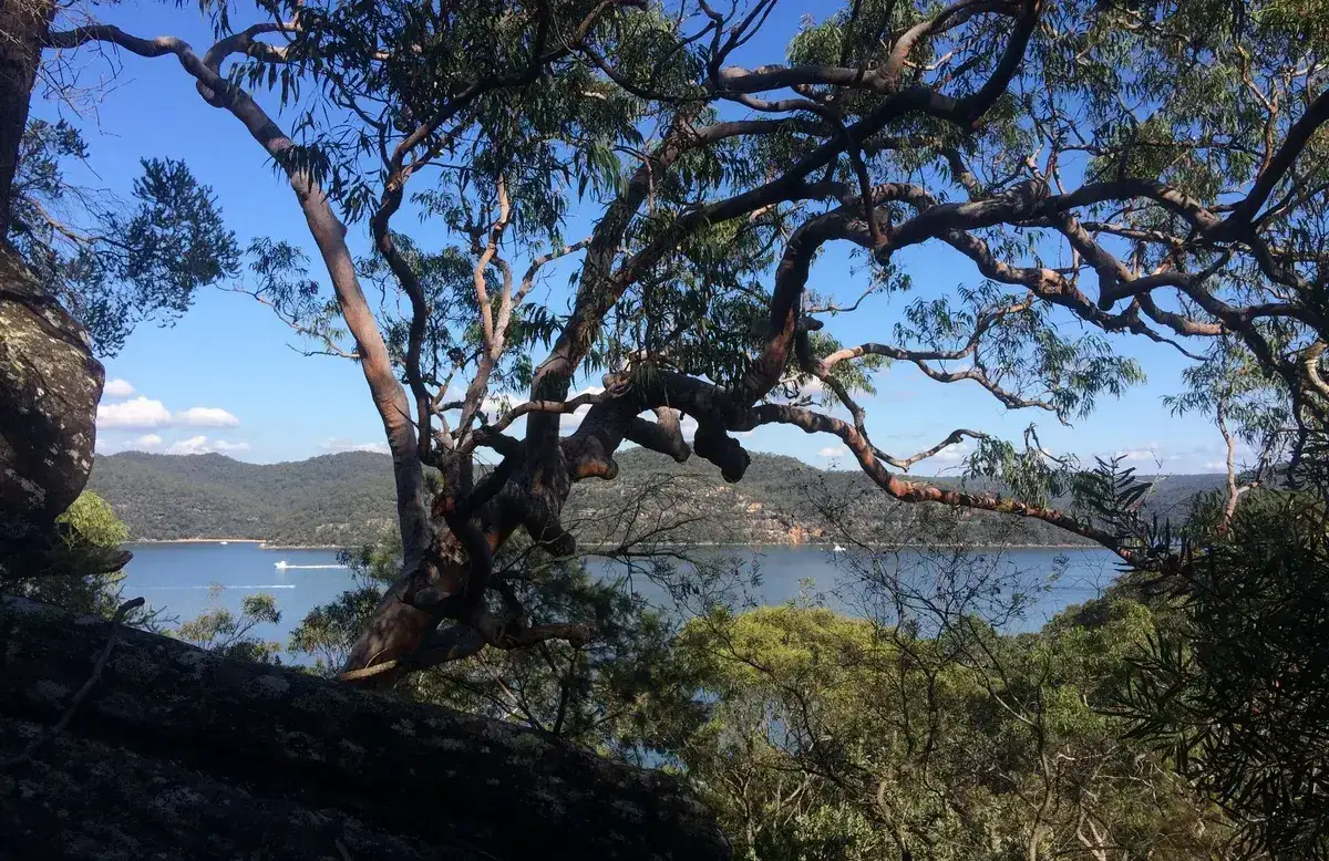 Gnarled angophora branches framing a wide view of the Hawkesbury River