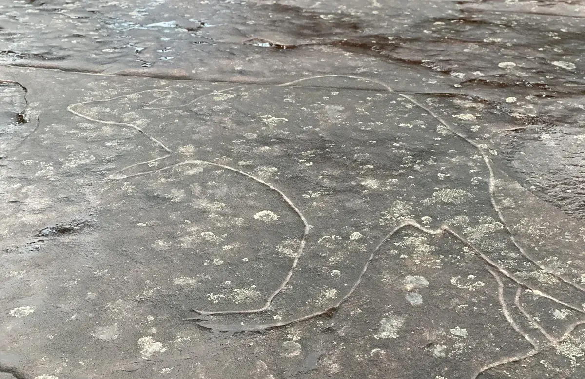 Bulgandry engraving of a kangaroo