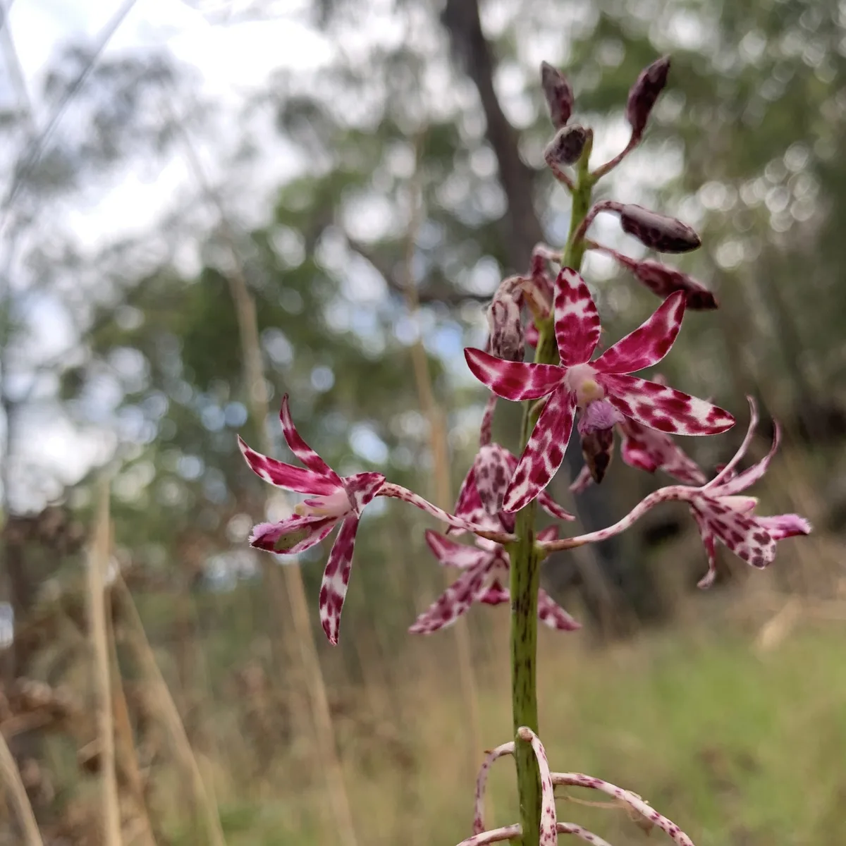 Maroon spotted orchid blooming beside the path at Bulgandry