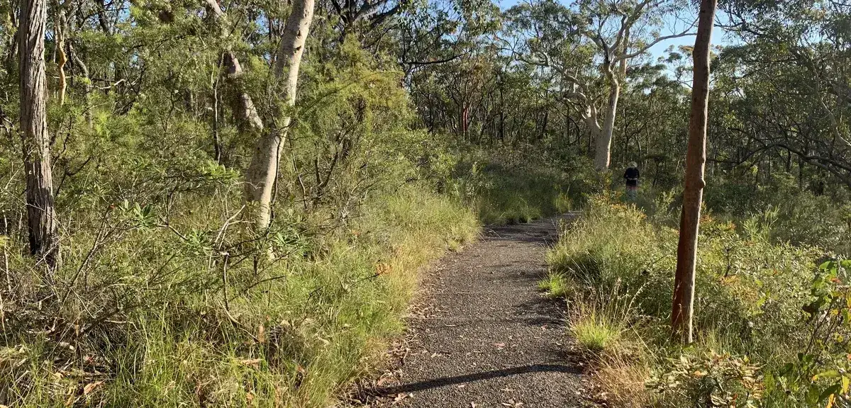 Gravel track through open eucalypt woodland near Bulgandry engravings