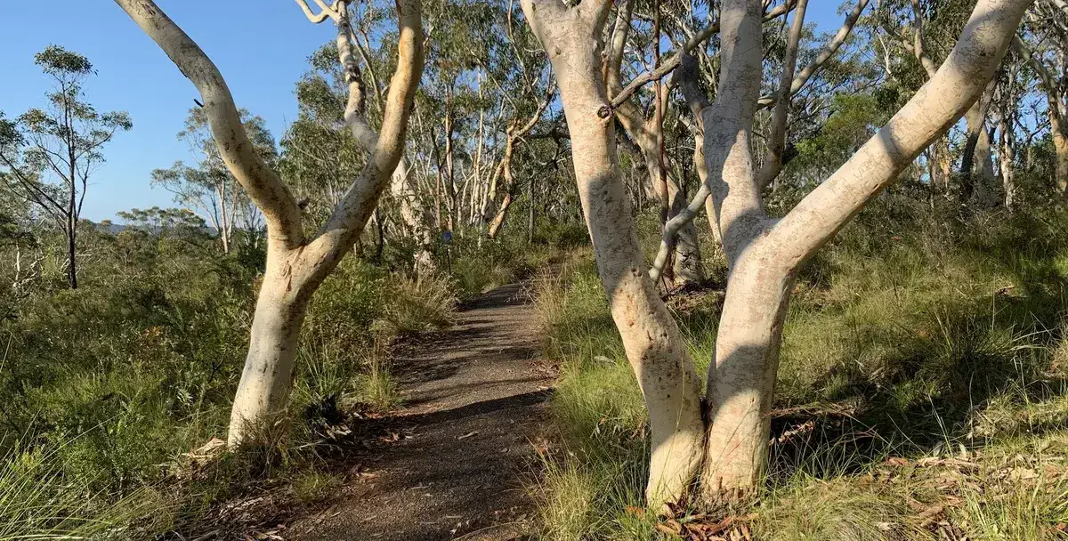 Sunlit path winding between pale trunked scribbly gums at Bulgandry