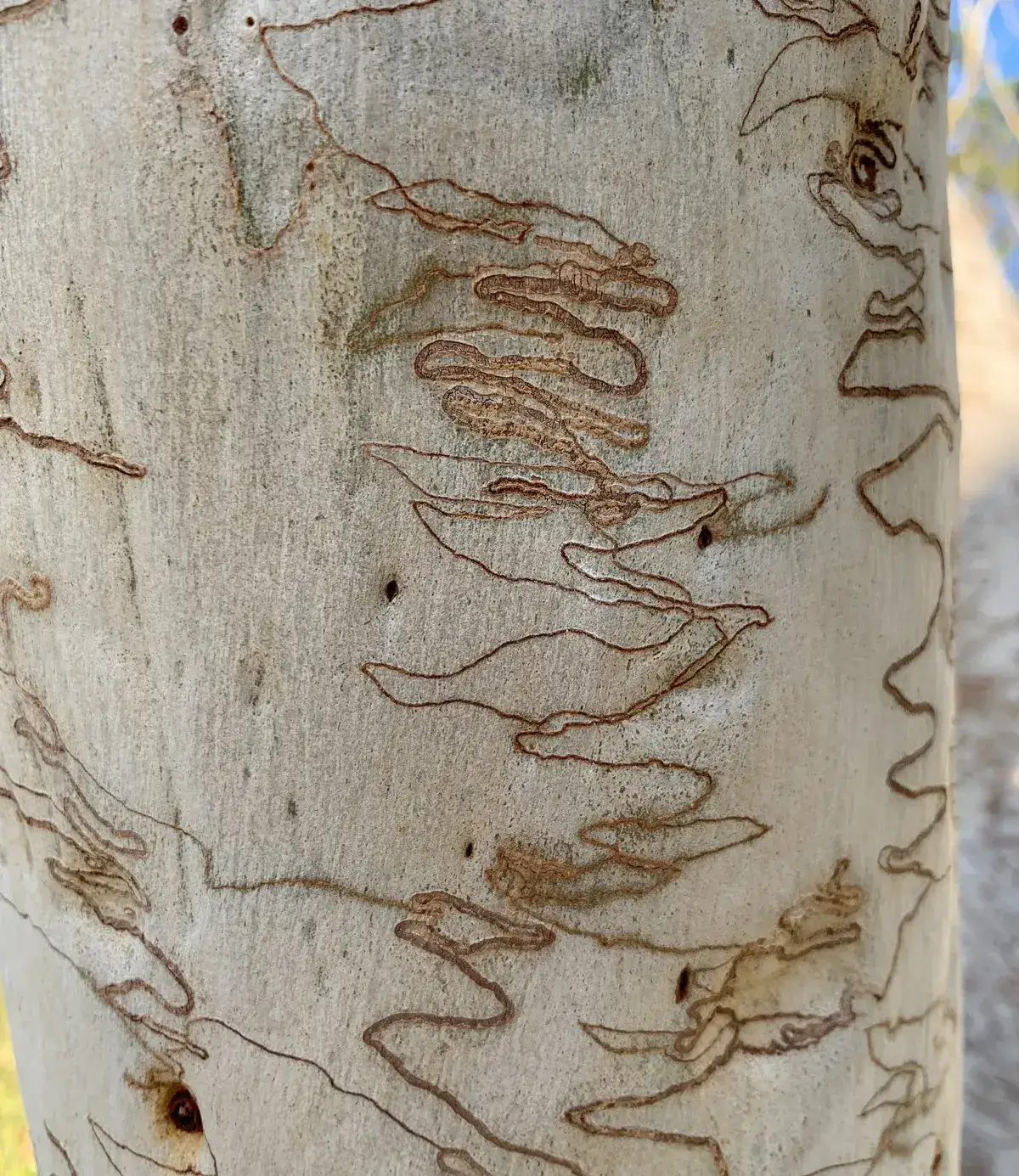 Close up of scribbly gum bark showing the moth larvae trails