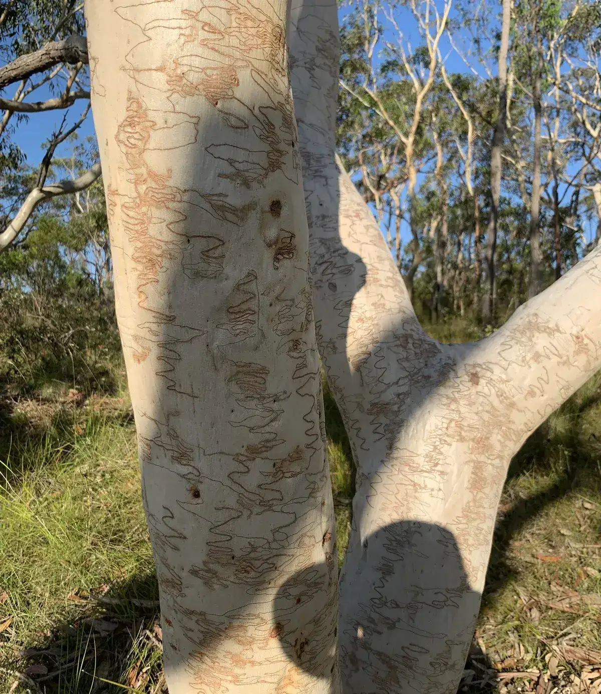 Scribbly markings on two adjoining scribbly gum trunks at Bulgandry