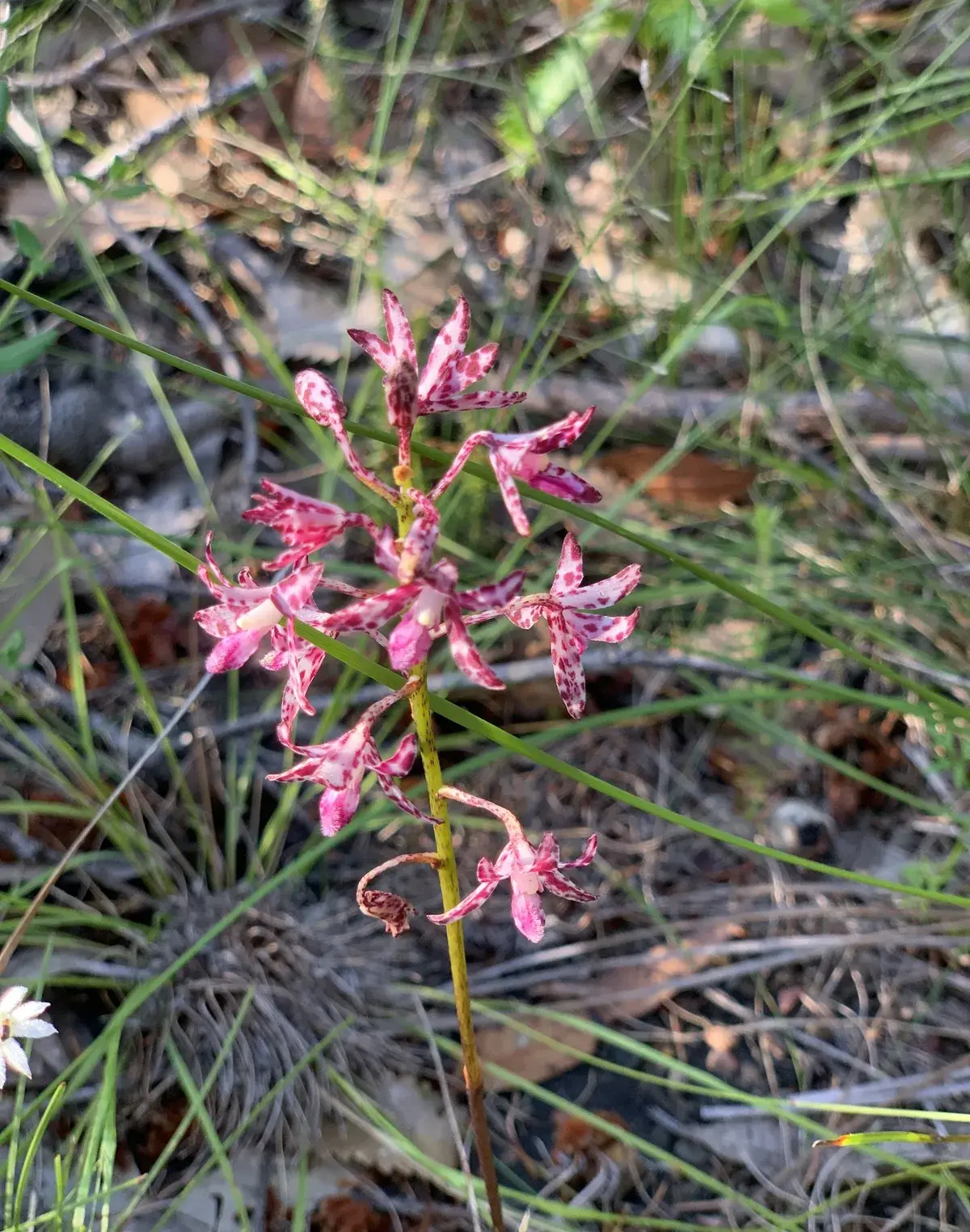 Pink and white spotted orchid flowers among dry grass at Bulgandry
