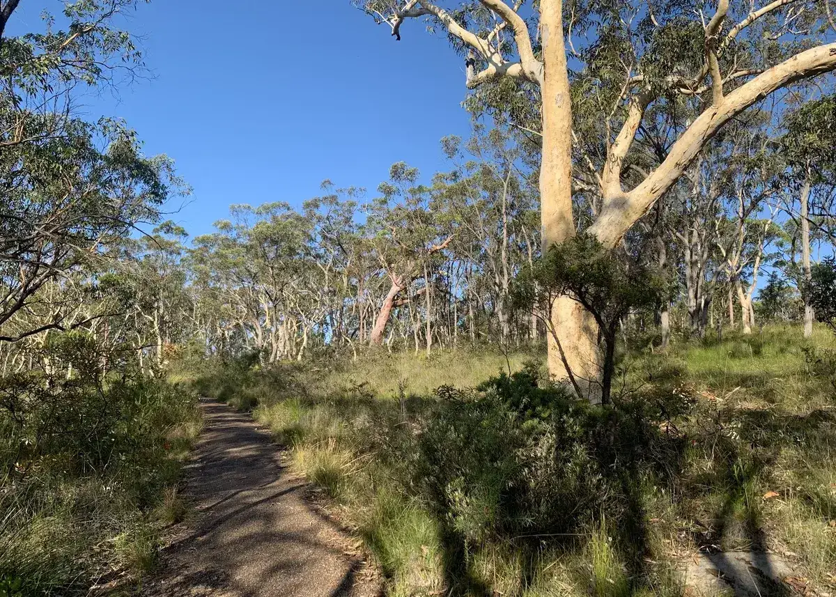 Sandy walking track climbing through scrubby woodland at Bulgandry