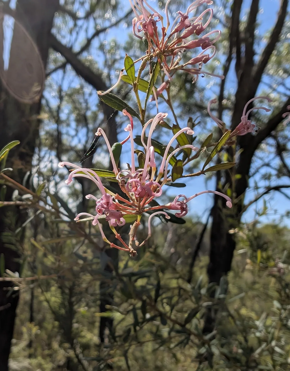Red spider flower with long curling styles in Bulgandry heathland