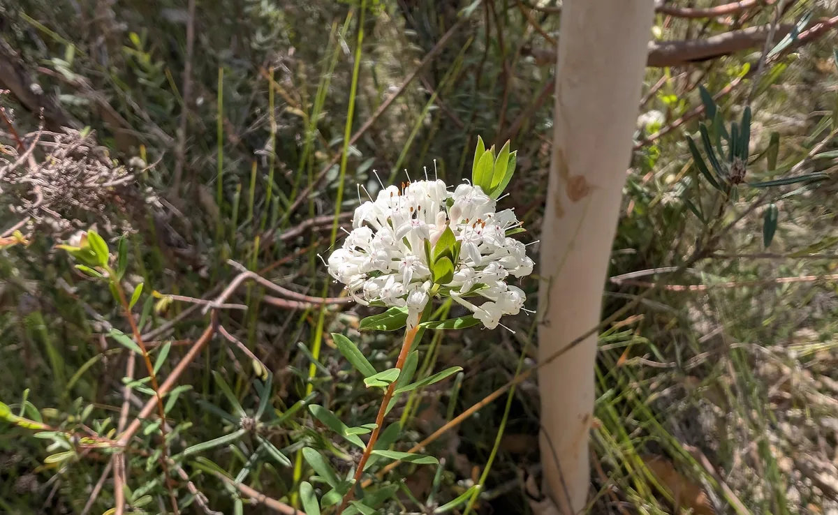 Cluster of small white flowers on a shrub beside a gum trunk