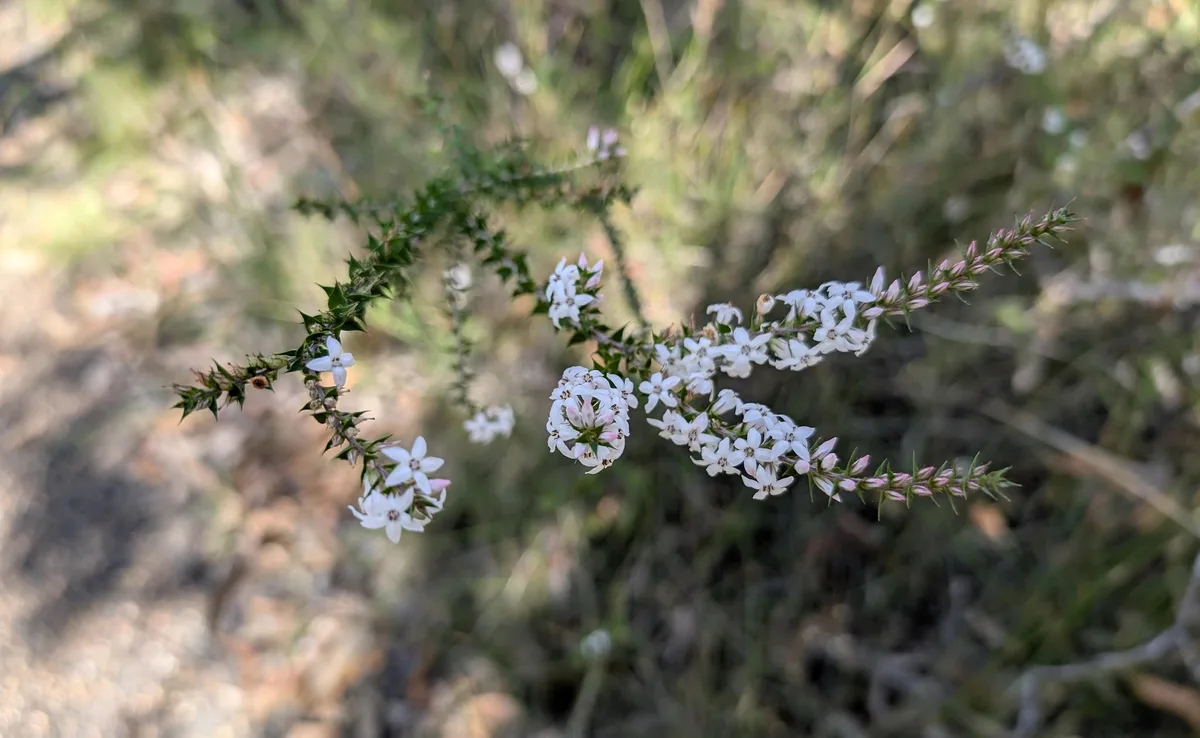 White star shaped flowers on a spiky leaved heath shrub