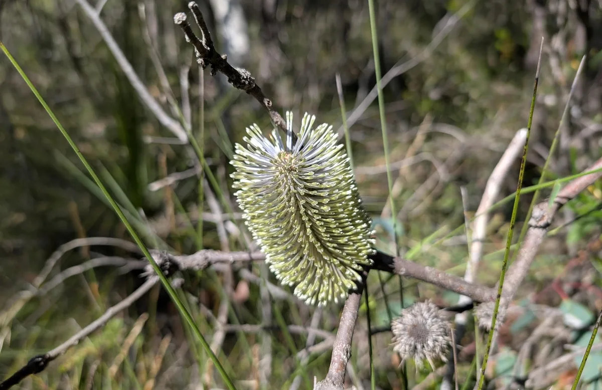 Pale yellow green banksia candle flower spike among grasses