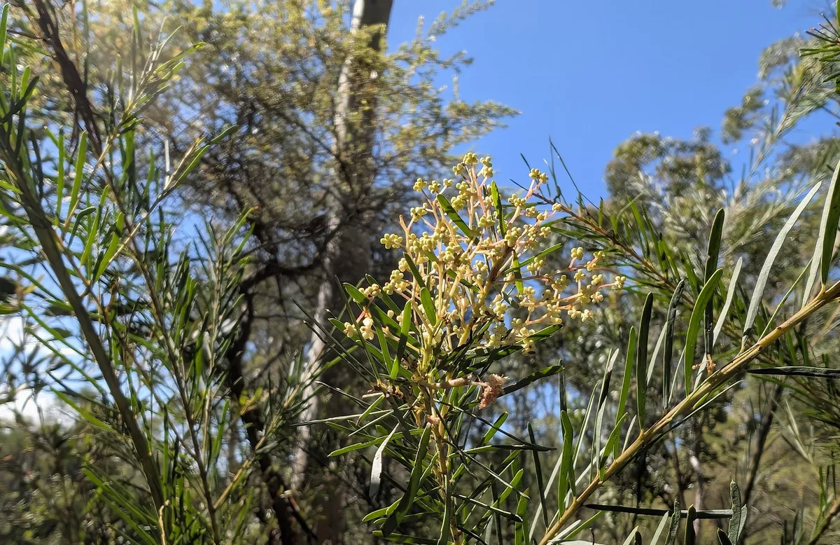 Cream flower clusters on a narrow leaved shrub against blue sky