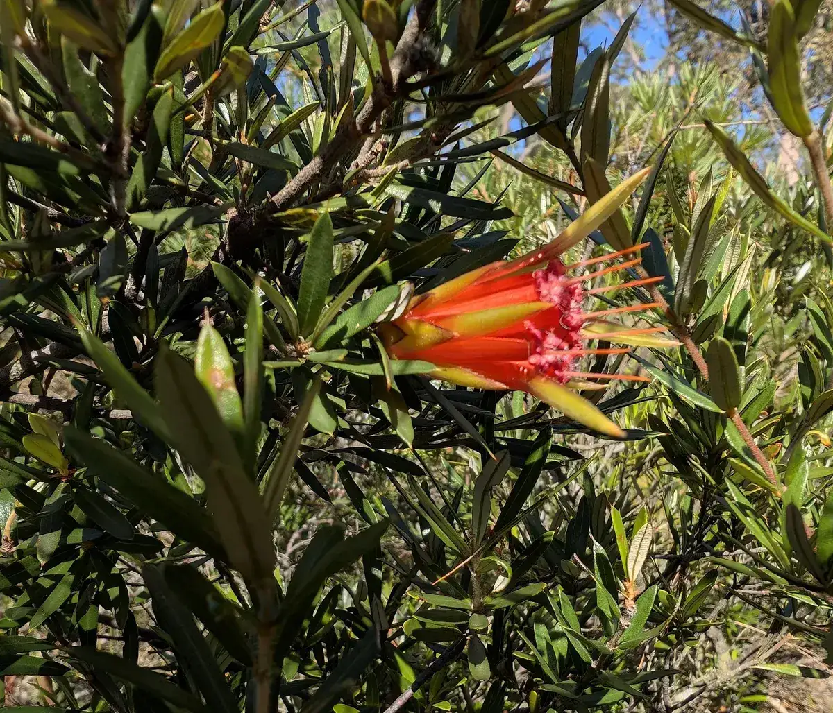 Bright red grevillea flower with narrow leaves near the Bulgandry track