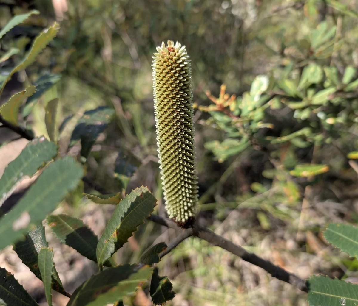 Pale green banksia flower spike emerging among gum leaves at Bulgandry