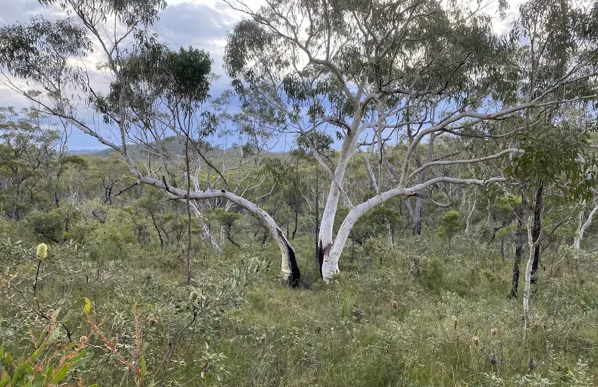 scribbly gum