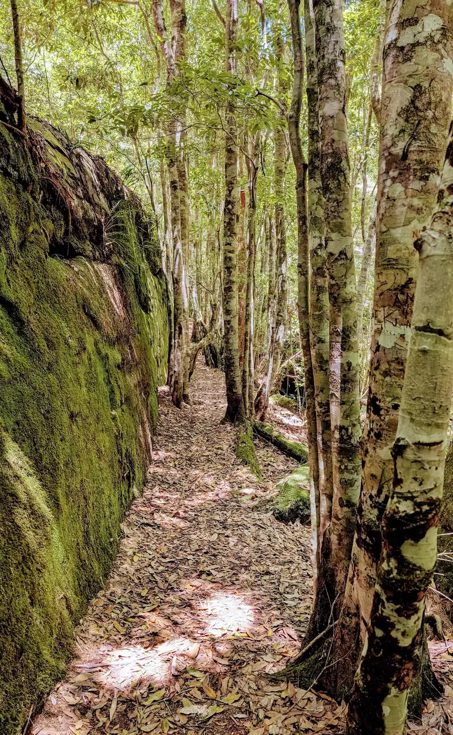 Cool bushwalks for a Hot Day
