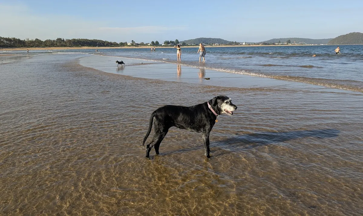 Dog Walks