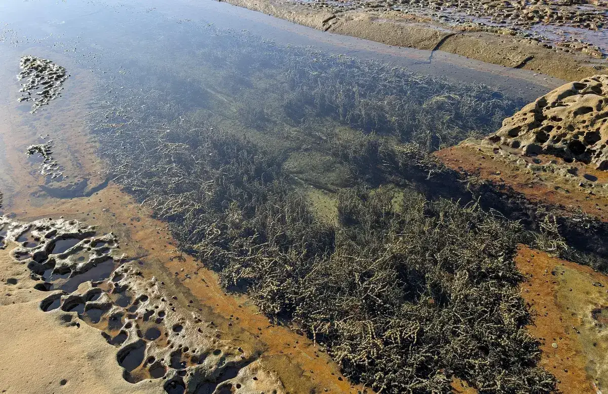 Seaweed filled rockpool on the platform at Winney Bay