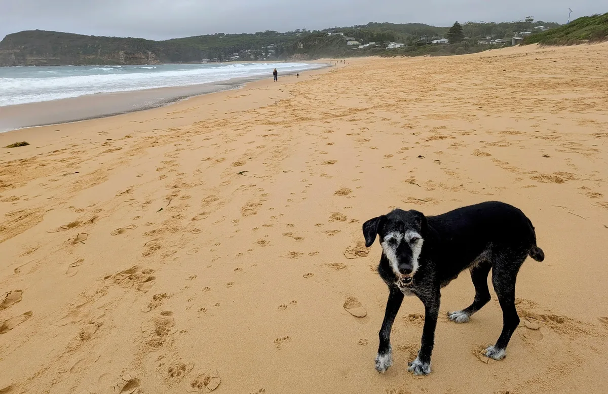 Copacabana Beach Dog Walk (1.2km) Return photo 2