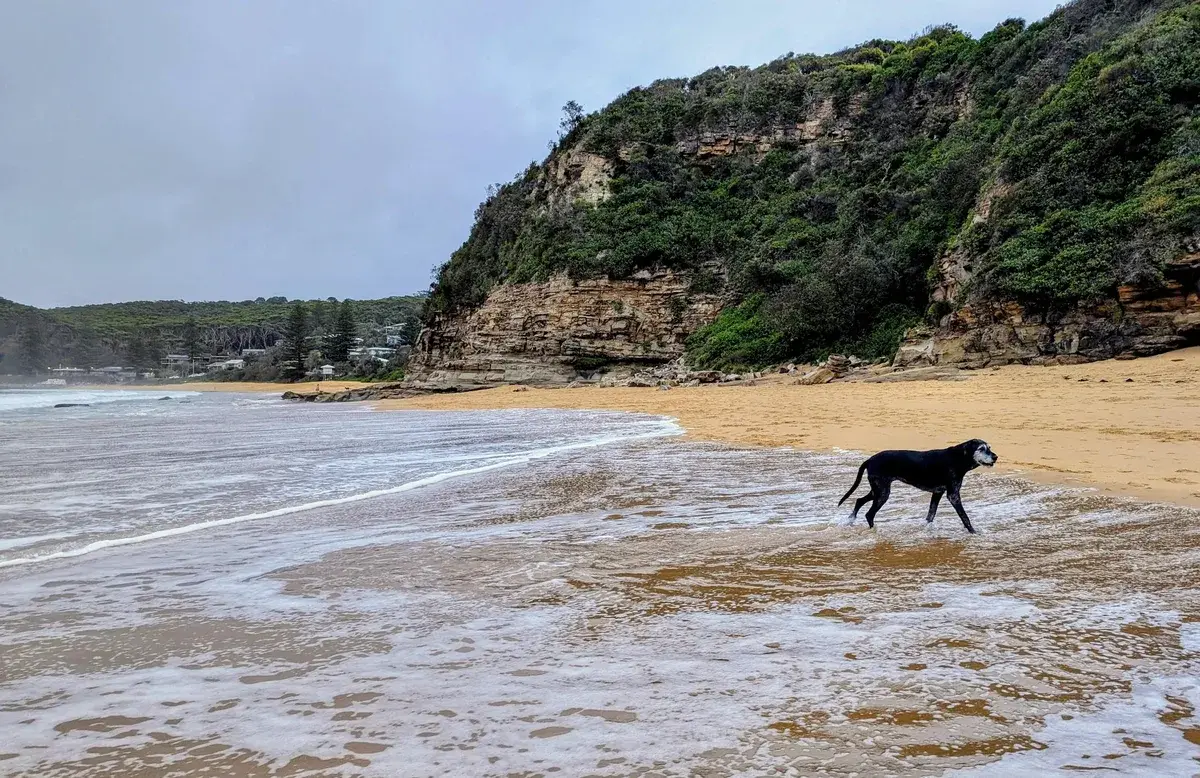 Copacabana Beach Dog Walk (1.2km) Return photo 4