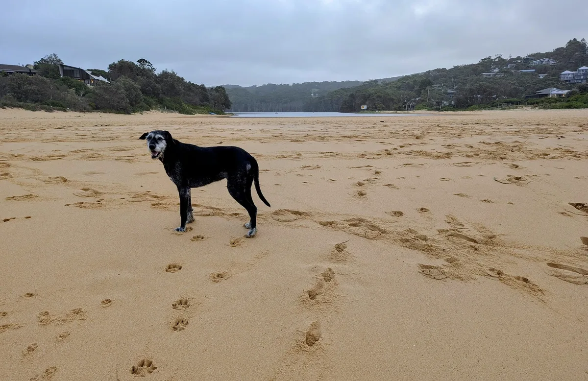 Copacabana Beach Dog Walk (1.2km) Return photo 5