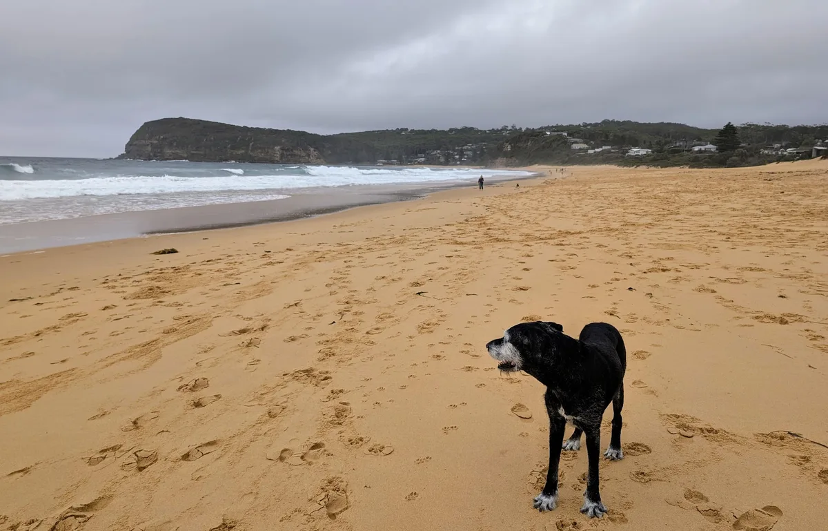 Copacabana Beach Dog Walk (1.2km) Return photo 7