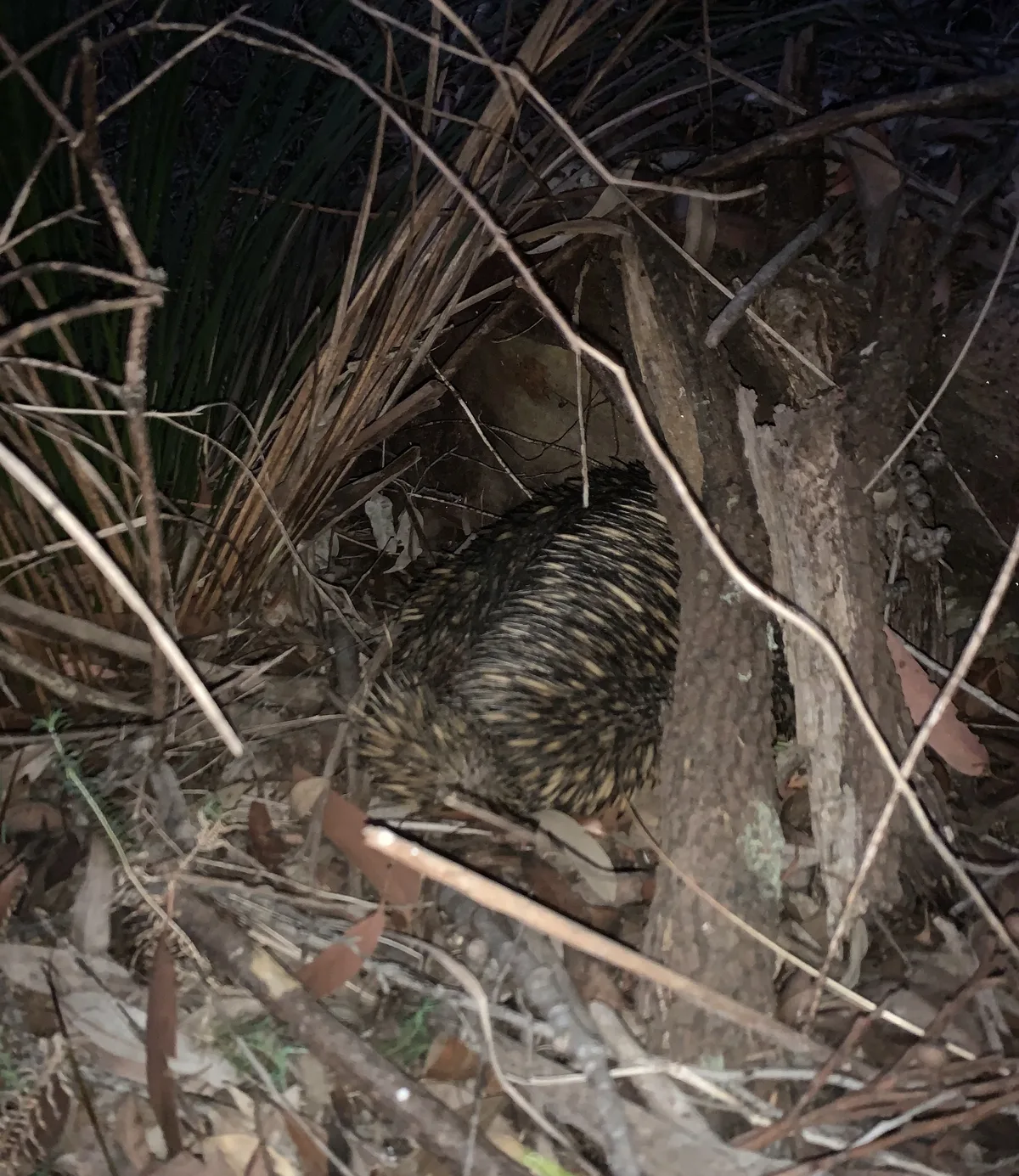 echidna at daleys point