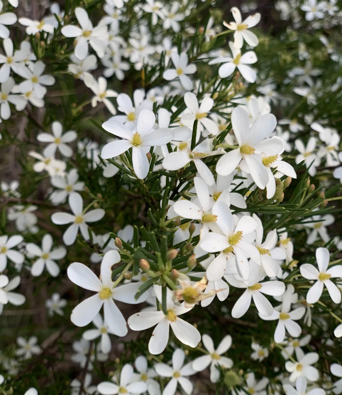 flowers at daleys point