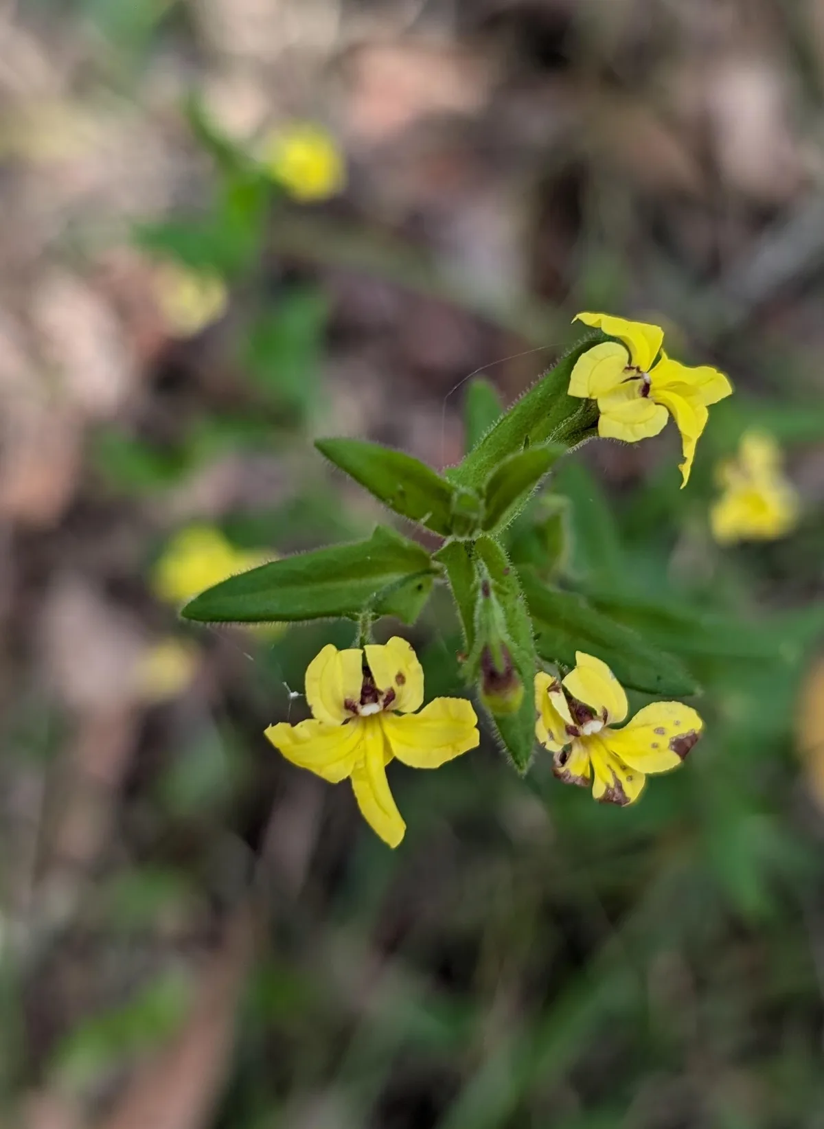 Yellow spotted native wildflowers blooming on Dangar Island