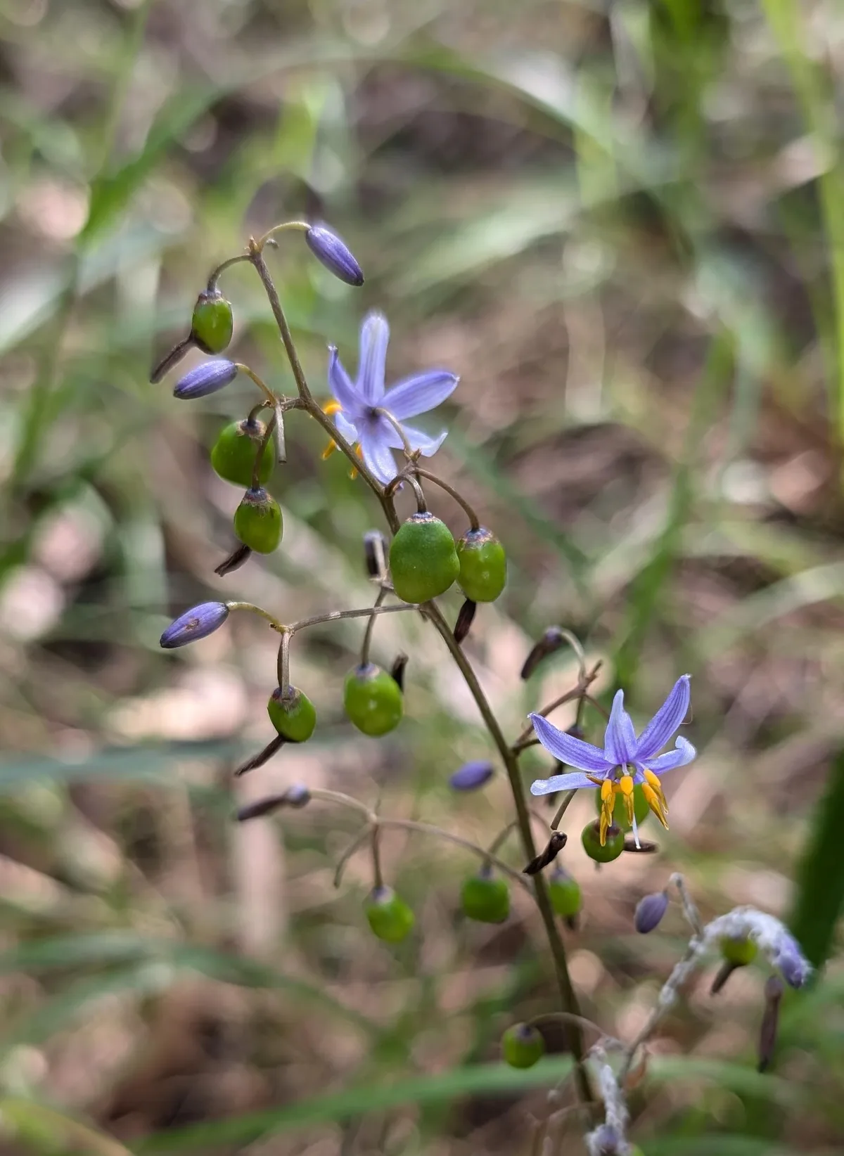 Blue flax lily flowers and green berries on Dangar Island