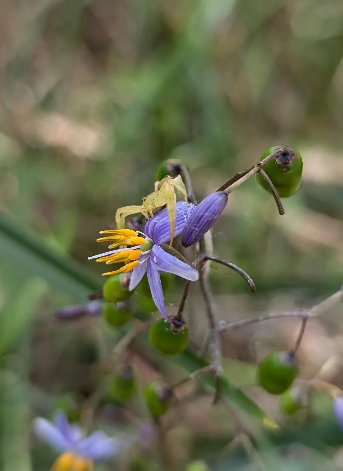 Pale spider resting on a blue native flower with berries