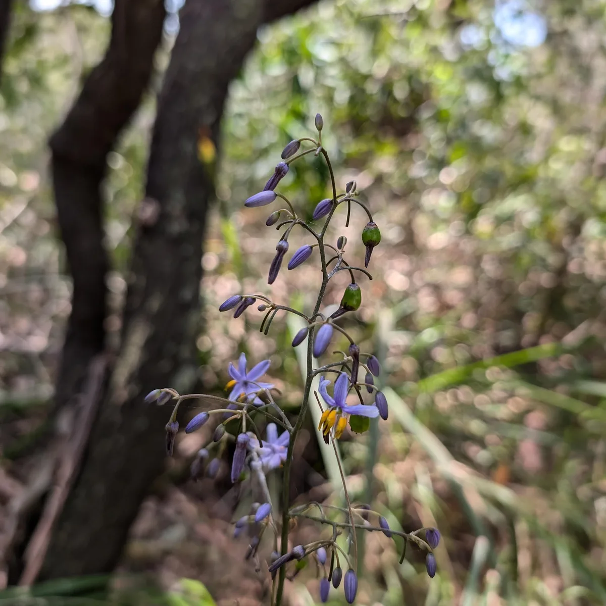 Cluster of blue native flowers and berries in Dangar Island bushland