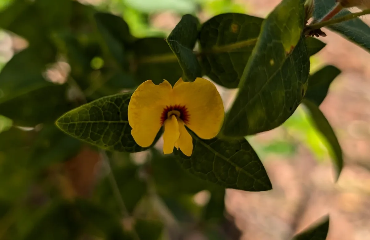 Wildflower