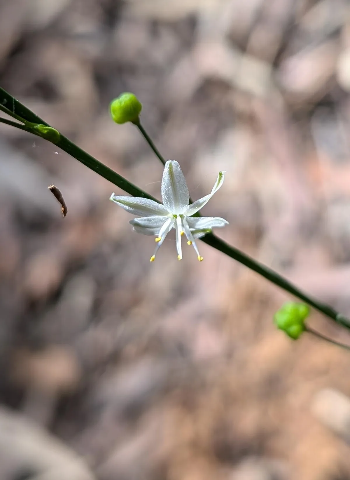 White star shaped native flower with buds on Dangar Island