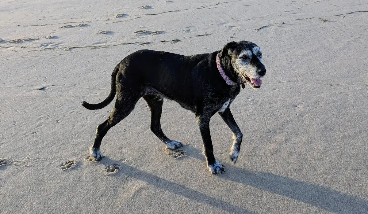 Where can you take your dog Central Coast? photo 1