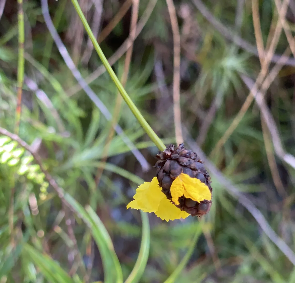 Wildflowers in the Central Coast photo 13
