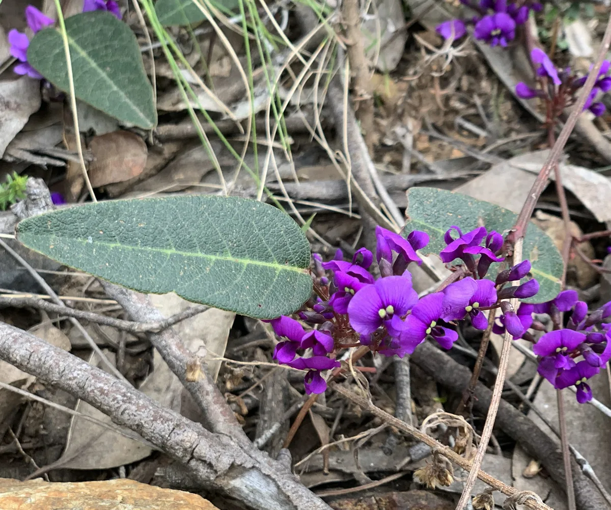 Hardenbergia Violacea - Rumbalara reserve