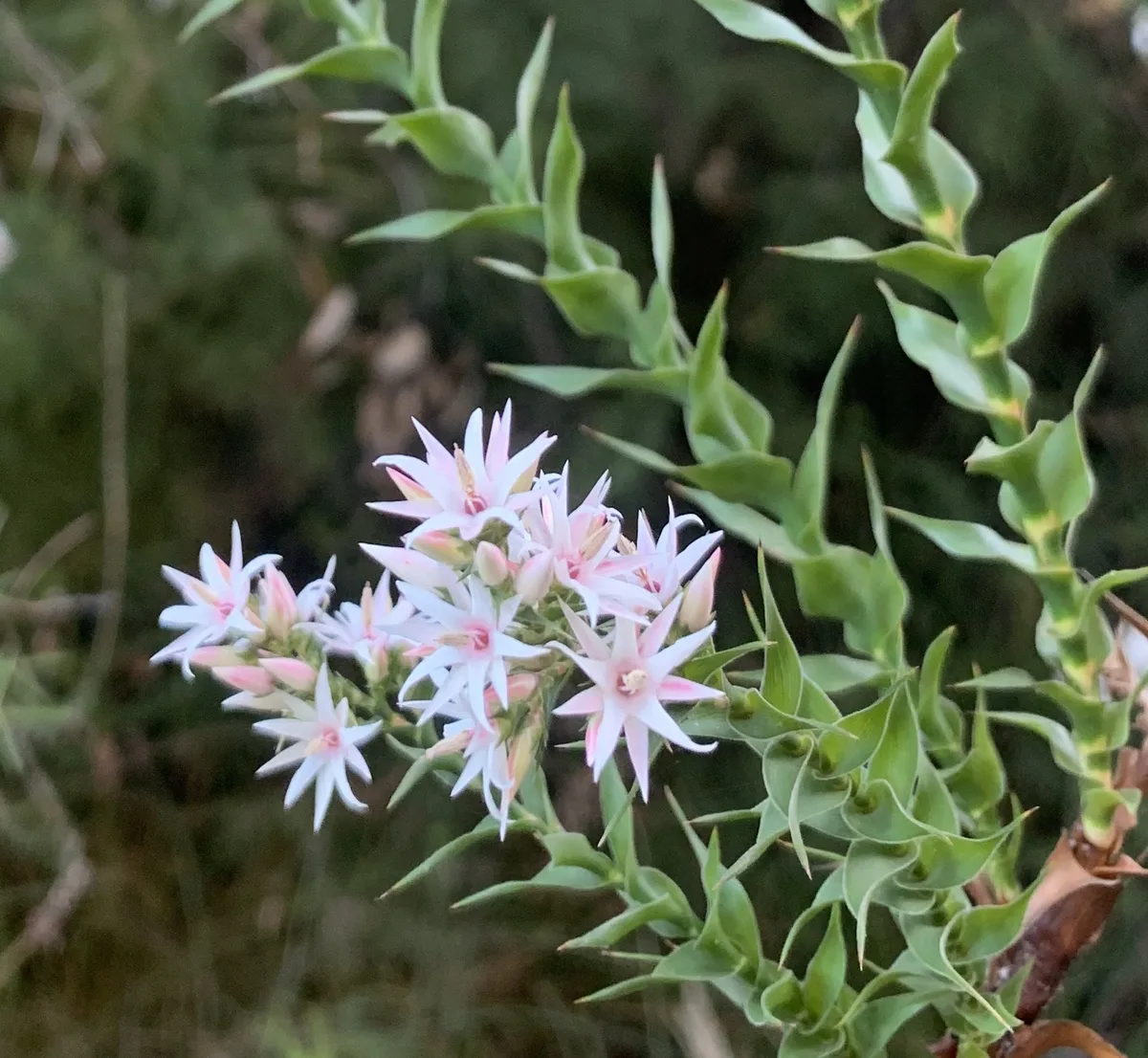 Wildflowers in the Central Coast photo 47