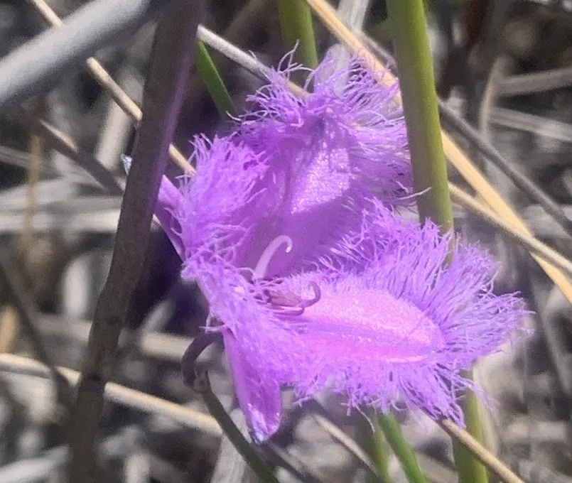 Fringe Lily - Thysanotus virgatus