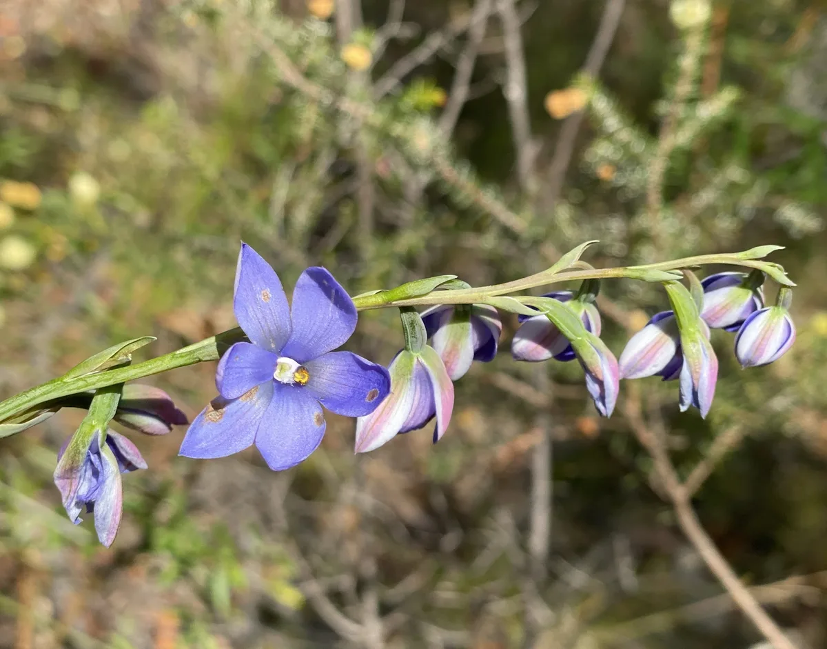 Slender Sun Orchid - Thelmitra pauciflora