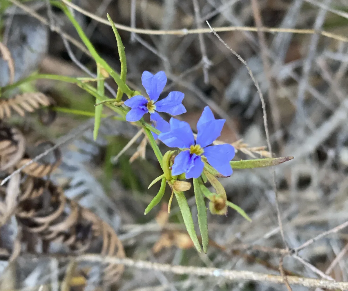 Wildflowers in the Central Coast photo 57