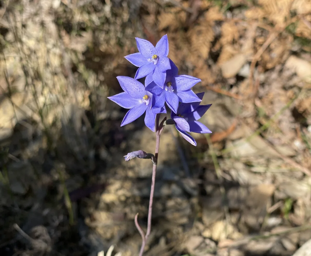 Slender Sun Orchid - Thelmitra pauciflora