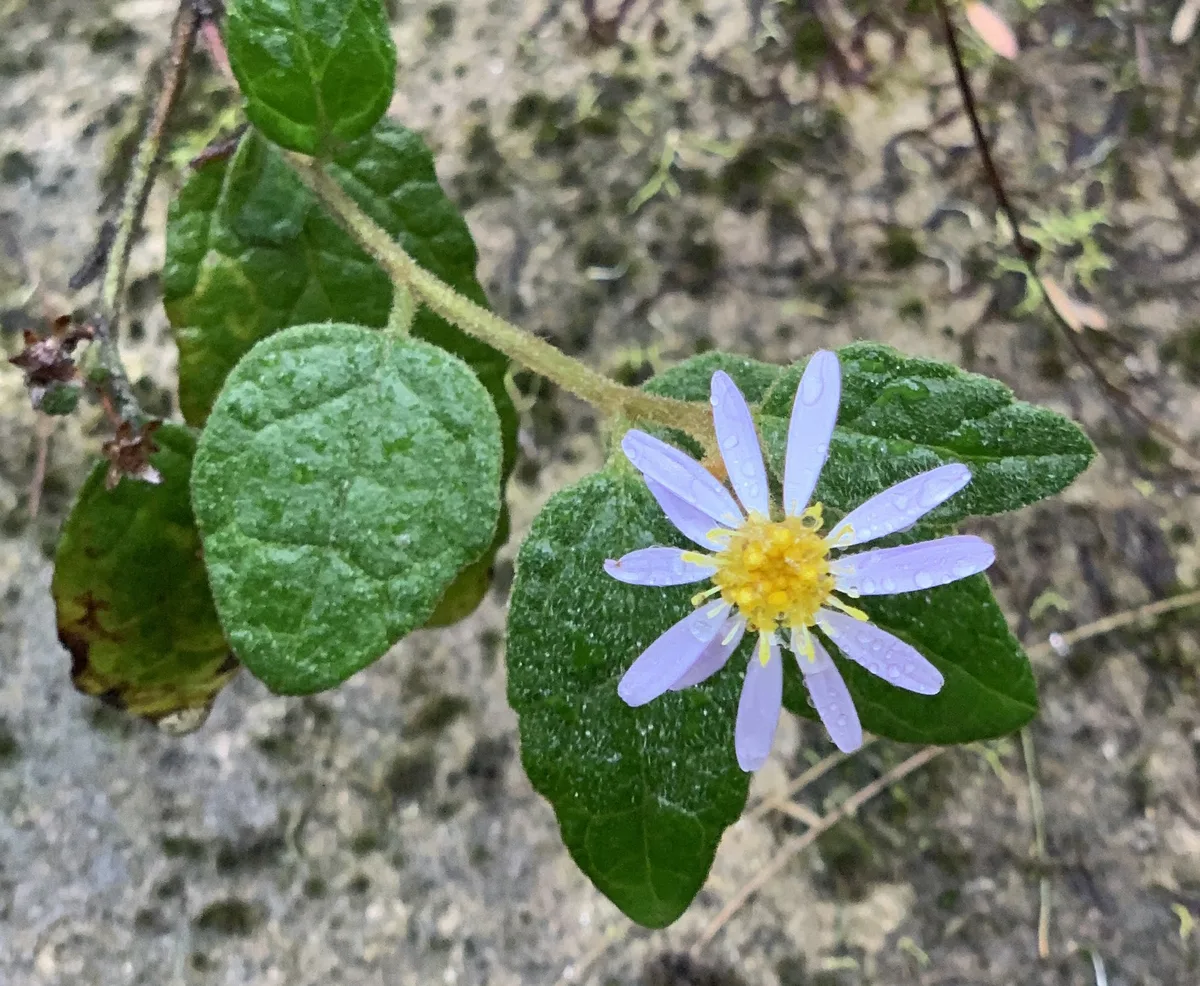 Olearia tomentosa