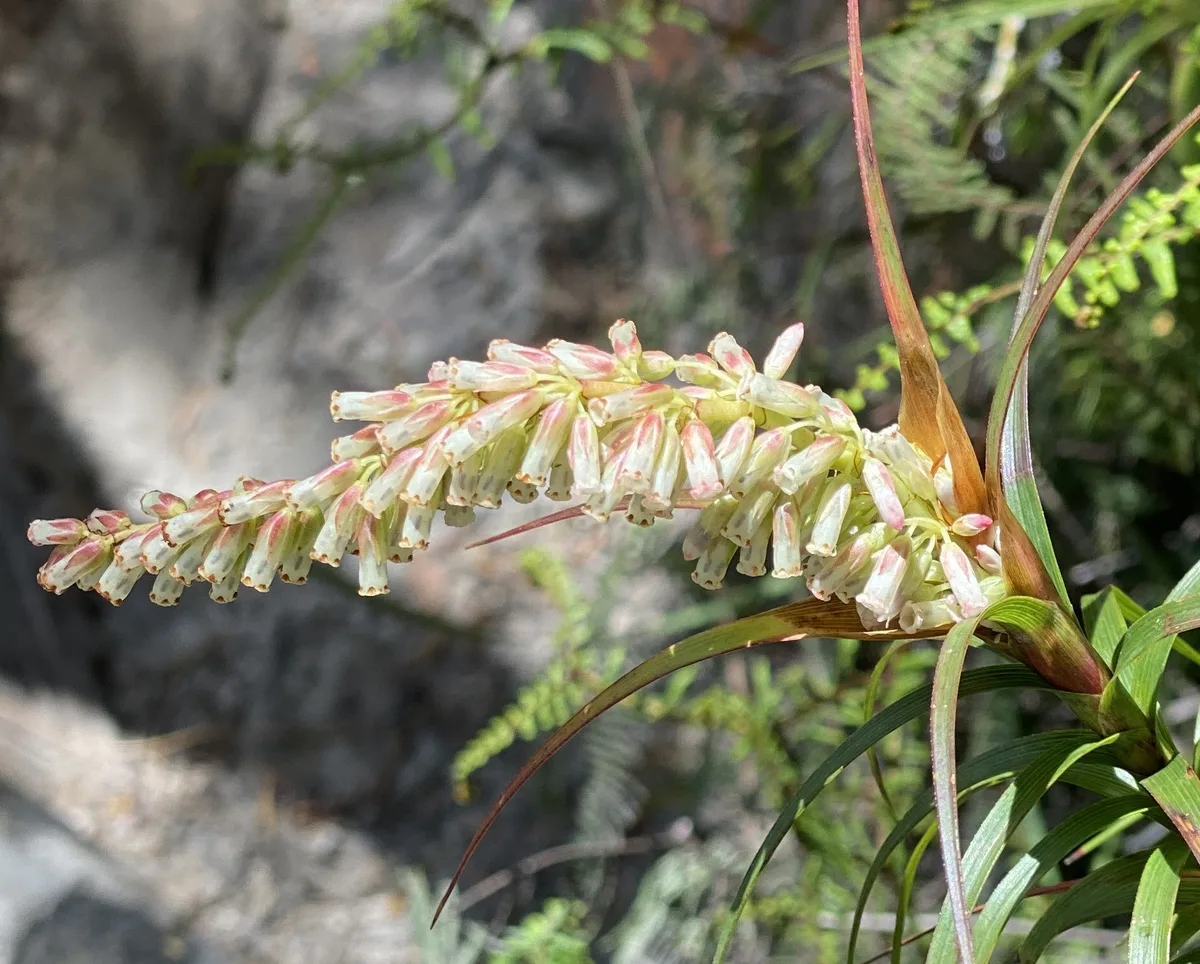 Wildflowers in the Central Coast photo 63