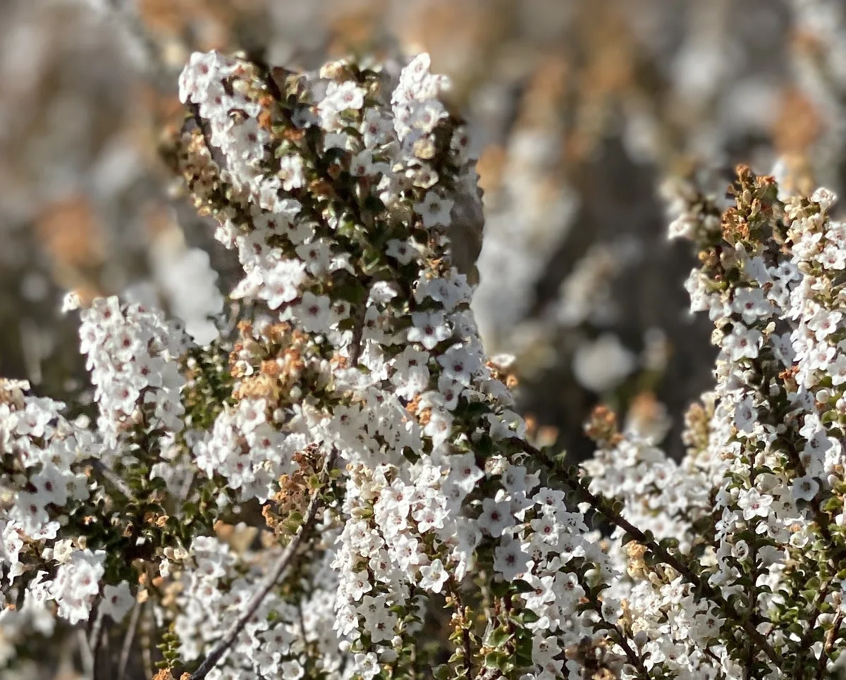 Wildflowers in the Central Coast photo 64