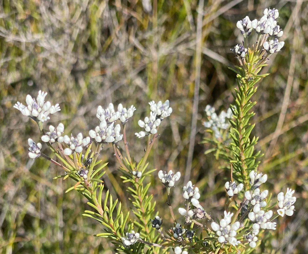 Wildflowers in the Central Coast photo 65