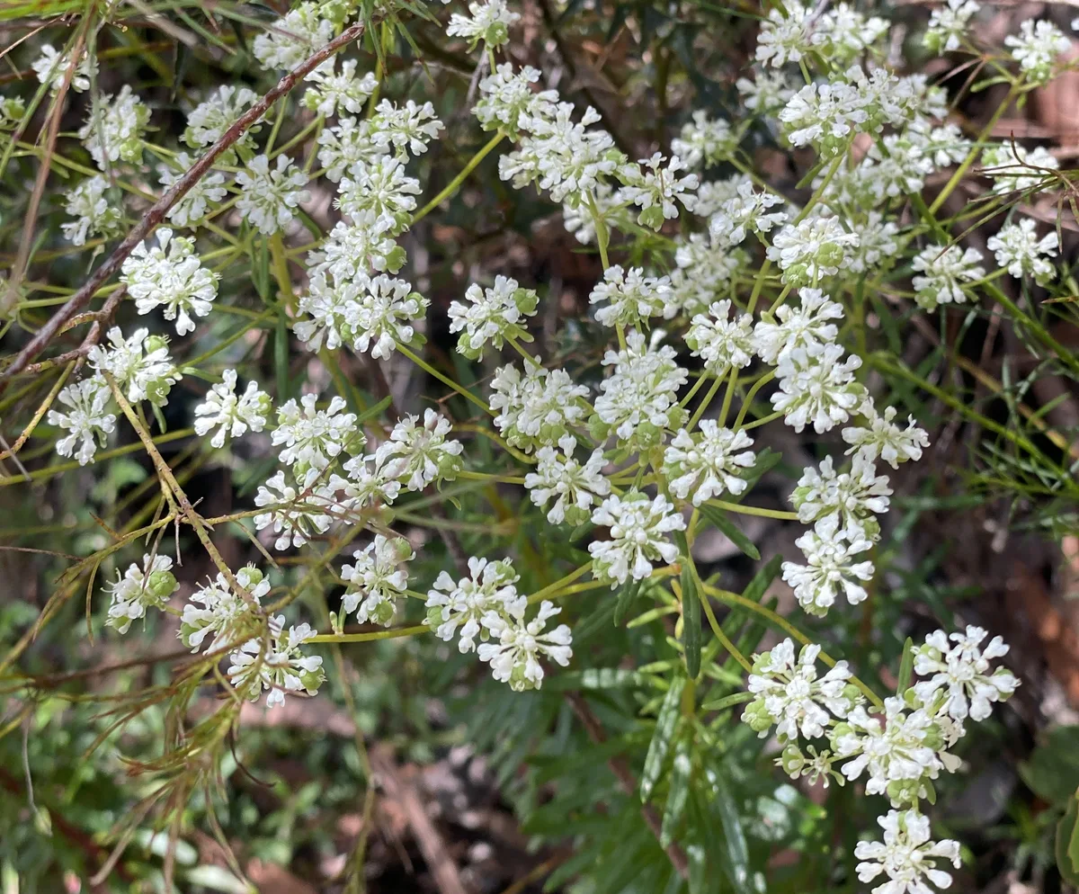 Wildflowers in the Central Coast photo 67